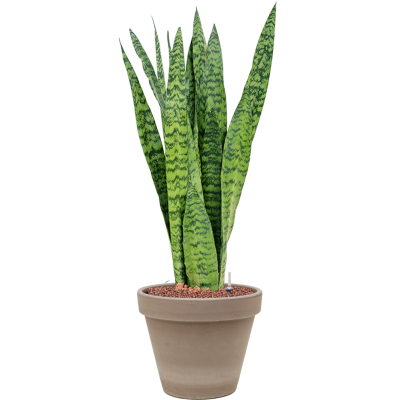 Растение в кашпо Sansevieria zeylanica in Terra Cotta