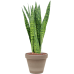 Растение в кашпо Sansevieria zeylanica in Terra Cotta