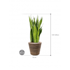 Sansevieria zeylanica in Drypot Rattan Stripe