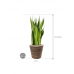 Растение в кашпо Sansevieria zeylanica in Drypot Rattan Stripe