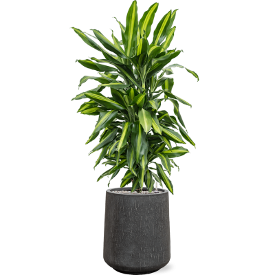 Растение в кашпо Dracaena fragrans 'Cintho' in Baq Raindrop