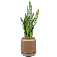 Sansevieria zeylanica in Mori