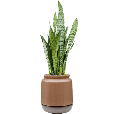 Растение в кашпо Sansevieria zeylanica in Mori