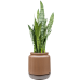 Растение в кашпо Sansevieria zeylanica in Mori