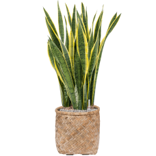 Sansevieria trifasciata 'Laurentii' in Bohemian