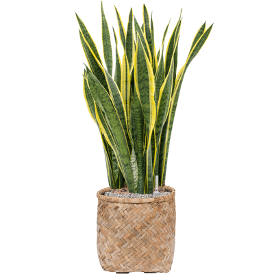 Растение в кашпо Sansevieria trifasciata 'Laurentii' in Bohemian