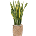 Растение в кашпо Sansevieria trifasciata 'Laurentii' in Bohemian