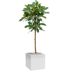 Ficus cyathistipula in Baq Line-Up