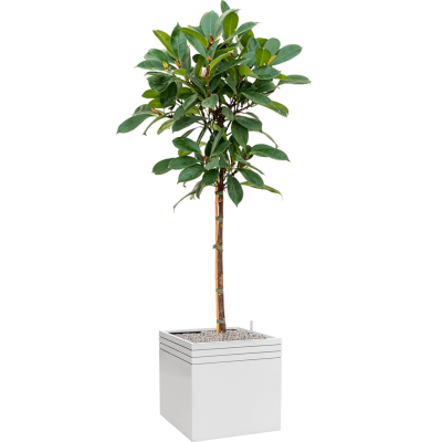 Растение в кашпо Ficus cyathistipula in Baq Line-Up