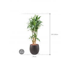 Dracaena fragrans 'Ulises' in Grigio