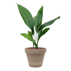 Aspidistra elatior in Terra Cotta