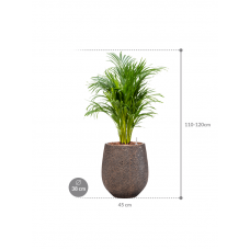 Dypsis (Areca) lutescens in Baq Opus Hit