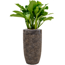 Aglaonema 'Freedman' in Baq Luxe Lite Universe Layer