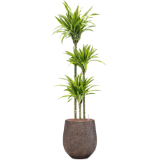 Dracaena fragrans 'Lemon Lime' in Baq Opus Hit