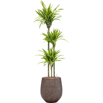 Растение в кашпо Dracaena fragrans 'Lemon Lime' in Baq Opus Hit