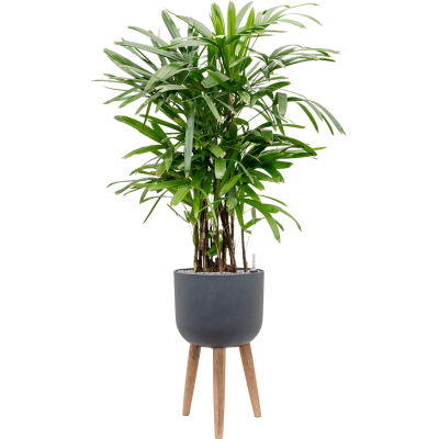 Растение в кашпо Rhapis excelsa in Refined Retro With Feet