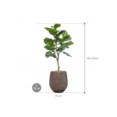 Ficus lyrata in Baq Opus Hit