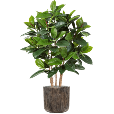 Ficus elastica in Baq Luxe Lite Universe Waterfall