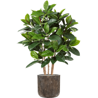 Растение в кашпо Ficus elastica in Baq Luxe Lite Universe Waterfall