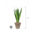 Растение в кашпо Sansevieria zeylanica in Terra Cotta