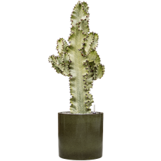 Euphorbia ingens marmorata in Cylinder