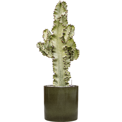 Растение в кашпо Euphorbia ingens marmorata in Cylinder