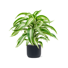 Dracaena fragrans 'Jade Jewel' in Baq Ease