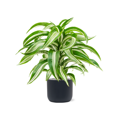 Растение в кашпо Dracaena fragrans 'Jade Jewel' in Baq Ease