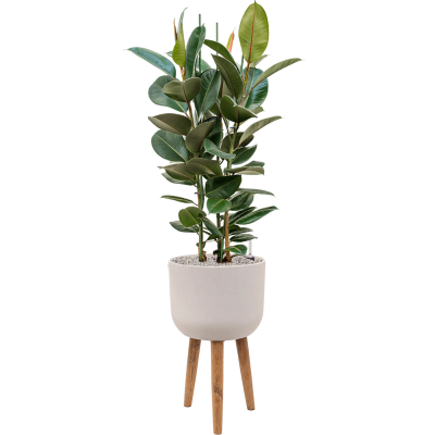 Растение в кашпо Ficus elastica 'Robusta' in Refined Retro With Feet