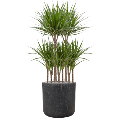 Растение в кашпо Dracaena marginata in Baq Raindrop