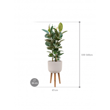 Ficus elastica 'Robusta' in Refined Retro With Feet