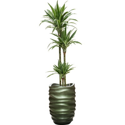 Растение в кашпо Dracaena deremensis 'Warneckei' in Baq Gradient Lee