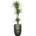 Растение в кашпо Dracaena deremensis 'Warneckei' in Baq Gradient Lee