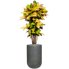 Croton variegatum 'Mrs. Iceton' in Ridged Horizontally