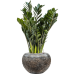 Растение в кашпо Zamioculcas zamiifolia 'Super Nova' in Baq Luxe Lite Layer