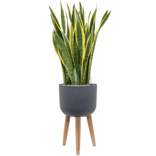 Sansevieria trifasciata 'Laurentii' in Refined Retro Feet