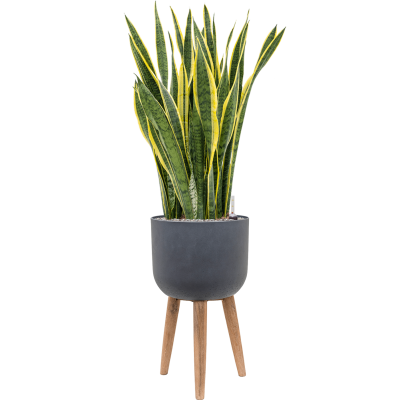 Растение в кашпо Sansevieria trifasciata 'Laurentii' in Refined Retro Feet