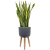 Растение в кашпо Sansevieria trifasciata 'Laurentii' in Refined Retro Feet