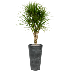 Dracaena marginata in Artstone