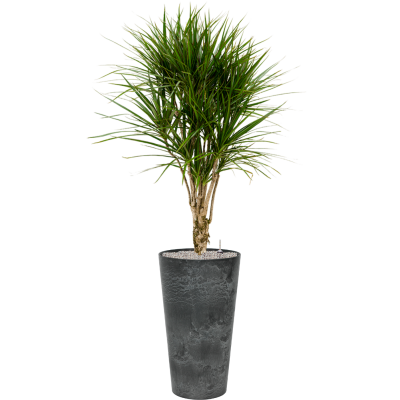 Растение в кашпо Dracaena marginata in Artstone