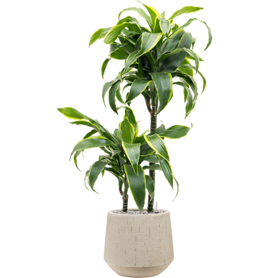 Растение в кашпо Dracaena fragrans 'Dorado' in Baq Raindrop