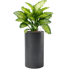 Dieffenbachia seguine 'Maroba' in Baq Basic