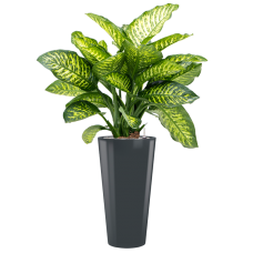 Dieffenbachia seguine 'Maroba' in Runner