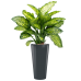 Растение в кашпо Dieffenbachia seguine 'Maroba' in Runner