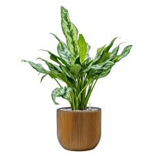 Aglaonema 'Miss Julliete' in Capi Nature Groove