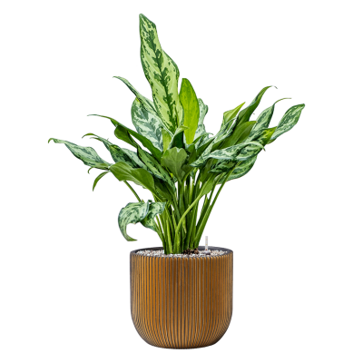 Растение в кашпо Aglaonema 'Miss Julliete' in Capi Nature Groove