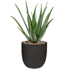 Aloe vera barbadensis in Capi Urban Smooth NL