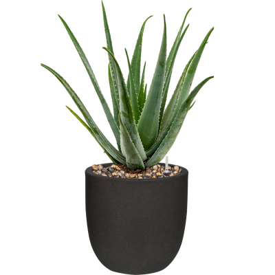 Растение в кашпо Aloe vera barbadensis in Capi Urban Smooth NL