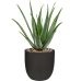 Растение в кашпо Aloe vera barbadensis in Capi Urban Smooth NL