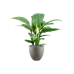 Растение в кашпо Spathiphyllum 'Sensation' in Grigio